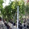 Morus Alba Pendula - Mûrier Blanc Pleureur -Magasin De Plantes Morus alba Pendula 87299 1