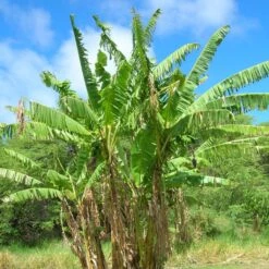 Musa Itinerans Mekong Giant - Bananier Voyageur