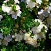 Myrtus Communis Tarentina - Myrte Commun -Magasin De Plantes Myrtus communis subsp Tarentina 82213 1
