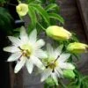 Passiflore Caerulea Constance Elliott - Fleur De La Passion Blanche 2 Passiflore Caerulea Constance Elliott - Fleur De La Passion Blanche -Magasin De Plantes Passiflora caerulea constancee elliot hortulus ld 681319 1