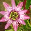 Passiflore Victoria - Fleur De La Passion -Magasin De Plantes Passiflore Victoria 681334 1