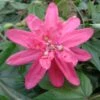 Passiflore Insignis Pink Passion - Fleur De La Passion 1 Passiflore Insignis Pink Passion - Fleur De La Passion -Magasin De Plantes Passiflore insignis Pink Passion 681331 1