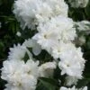 Seringat - Philadelphus Frosty Morn 1 Seringat - Philadelphus Frosty Morn -Magasin De Plantes Philadelphus Frosty Morn 84189 1