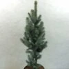 Epicea Bleu - Picea Pungens Iseli Fastigiate -Magasin De Plantes Picea pungens Iseli Fastigiate 0711002 1