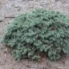 Epicea Bleu - Picea Pungens Waldbrunn -Magasin De Plantes Picea pungens Waldbrunn 0717002 1