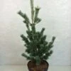 Pinus Parviflora Azumi Goye - Pin Blanc Du Japon -Magasin De Plantes Pinus parviflora Azumi Goye 736002 1