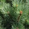 Pinus Sylvestris Watereri - Pin Sylvestre -Magasin De Plantes Pinus sylvestris Watereri 84210 1
