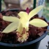 Pleione Forrestii -Magasin De Plantes Pleione forestii 1178 1