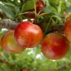 Pluot Flavor Candy - Prunus Pluot -Magasin De Plantes PluotFlavor Candy 79215 1