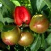 Pluot Flavor Supreme -Magasin De Plantes PluotFlavor Supreme 79219 1