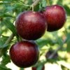 Pluot Purple Candy - Prunus Pluot 2 Pluot Purple Candy - Prunus Pluot -Magasin De Plantes PluotPurple Candy 79221 1