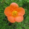 Potentille Arbustive Hopley's Orange -Magasin De Plantes Potentille arbustive Hopley s Orange 781785 1