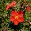 Potentille Arbustive Red Lady -Magasin De Plantes Potentille arbustive Red Lady 781783 1