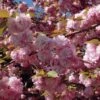 Cerisier à Fleurs Du Japon - Prunus Serrulata Kanzan 1 Cerisier à Fleurs Du Japon - Prunus Serrulata Kanzan -Magasin De Plantes Prunus serrulata Kanzan ld Drew Avery 9567 1