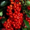 Pyracantha SAPHYR Rouge - Buisson Ardent -Magasin De Plantes Pyracantha SAPHYR Rouge 84242 1