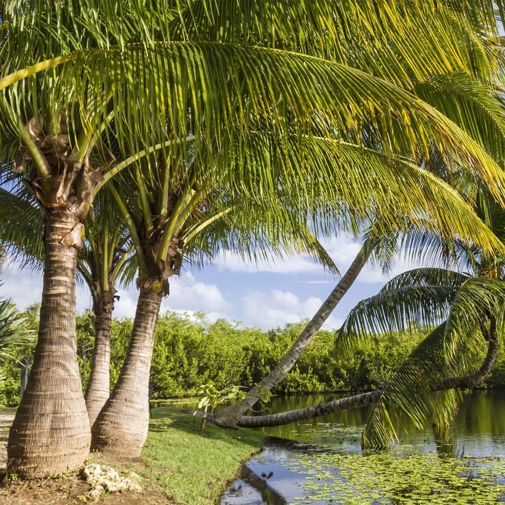Ravenea Rivularis - Palmier Majestueux Ou Ravénéa Des Berges 3 Ravenea Rivularis - Palmier Majestueux Ou Ravénéa Des Berges
