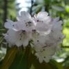 Rhododendron Rex - Grand Rhododendron -Magasin De Plantes Rhododendron rex 85234 1