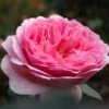 Rosier David Austin Princess Alexandra Of Kent 2 Rosier David Austin Princess Alexandra Of Kent -Magasin De Plantes Rosier Anglais Princess Alexandra of Kent 66549 1