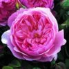 Rosier David Austin The Alnwick Rose -Magasin De Plantes Rosier David Austin The Alnwick Rose en racines nues 84568 1