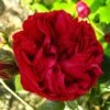 Rosier Grimpant Red Eden Rose 1 Rosier Grimpant Red Eden Rose -Magasin De Plantes Rosier Grimpant a grandes fleurs Red Eden Rose EricTabarly 71279 1