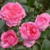 Rosier à Grandes Fleurs La Rose De Molinard -Magasin De Plantes Rosier La Rose de Molinard delgrarose 847172 1