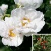 Rosier Savoranova White -Magasin De Plantes Rosier SAVORANOVA White 889100 1