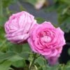 Rosier Ancien Mrs John Laing 1 Rosier Ancien Mrs John Laing -Magasin De Plantes Rosier ancien Mrs John Laing 84559 1