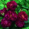Rosier Ancien Tuscany Superb 2 Rosier Ancien Tuscany Superb -Magasin De Plantes Rosier ancien Tuscany 66559 1