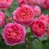 Rosier David Austin Boscobel 1 Rosier David Austin Boscobel -Magasin De Plantes Rosier anglais Boscobel 66533 1