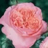 Rosier Anglais English Legend Rose De Cornouaille 1 Rosier Anglais English Legend Rose De Cornouaille -Magasin De Plantes Rosier anglais English Legend Rose de Cornouaille source Chastel pepiniere 15422 1