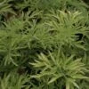 Sureau Noir - Sambucus Nigra Golden Tower 1 Sureau Noir - Sambucus Nigra Golden Tower -Magasin De Plantes Sambucus nigra Golden Tower 81306 1