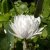 Sanguinaria Canadensis Flore Pleno - Sanguinaire 2 Sanguinaria Canadensis Flore Pleno - Sanguinaire -Magasin De Plantes Sanguinaria canadensis florepleno ld weisserstier 8474 1