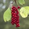 Schisandra Chinensis Sadova N°1 - Baie Aux 5 Saveurs Autofertile -Magasin De Plantes Schisandra chinensis Sadova 89688 1