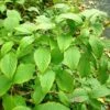 Schizophragma Corylifolium -Magasin De Plantes Schizophragma corylifolium 0809002 1