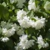 Seringat Minnesota Snowflake - Philadelphus Virginalis 1 Seringat Minnesota Snowflake - Philadelphus Virginalis -Magasin De Plantes Seringat Minnesota Snowflake Philadelphus virginalis copyright 1007542 2
