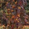 Sorbus Aucuparia Autumn Spire - Sorbier Des Oiseleurs -Magasin De Plantes Sorbus aucuparia Autumn Spire 89243 1