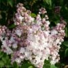 Lilas - Syringa Vulgaris Belle De Moscou -Magasin De Plantes Syringa vulgaris Belle de Moscou 82803 1