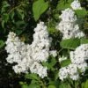 Lilas - Syringa Vulgaris Jeanne D'Arc 2 Lilas - Syringa Vulgaris Jeanne D'Arc -Magasin De Plantes Syringa vulgaris Jeanne d Arc 89450 1