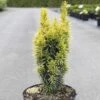 Taxus Baccata Ivory Tower - If Colonnaire Panaché -Magasin De Plantes Taxus baccata Ivory Tower 84350 1