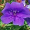 Tibouchina Groovy Baby - Tibouchina Nain -Magasin De Plantes Tibouchina Groovy baby 83472 1