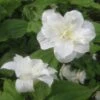 Trillium Grandiflorum Flore Pleno - Trille Blanc à Fleurs Doubles 2 Trillium Grandiflorum Flore Pleno - Trille Blanc à Fleurs Doubles -Magasin De Plantes Trillium grandiflorum Flore Pleno ld 5017 2