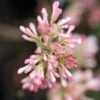 Viorne D'hiver - Viburnum Bodnantense Charles Lamont. -Magasin De Plantes Viburnum bodnantense Charles Lamont 84373 1