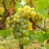 Vigne Chardonnay 1 Vigne Chardonnay -Magasin De Plantes Vigne Chardonnay 78369 1