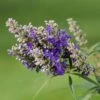 Vitex Agnus-castus Blue Puffball - Gattilier -Magasin De Plantes Vitex agnus 85811 1