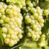 Vigne Lakemont -Magasin De Plantes Vitis vinifera Lakemont copyright 1006071 1
