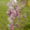 Wisteria Venusta Rosea - Glycine Du Japon -Magasin De Plantes Wisteria venusta Rosea 82452 1