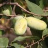 Asimina Sunflower - Pawpaw -Magasin De Plantes asimina sunflower 82679 3