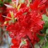 Azalée De Chine Wallowa Red - Rhododendron Hybride -Magasin De Plantes azalee wallowa red 781689 1
