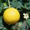 Bergamote - Citrus Bergamia -Magasin De Plantes bergamotto citrus bergamia