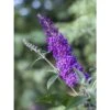 Buddleja Psychedelic Sky - Arbre Aux Papillons -Magasin De Plantes buddleja psychedelic sky 100418 1